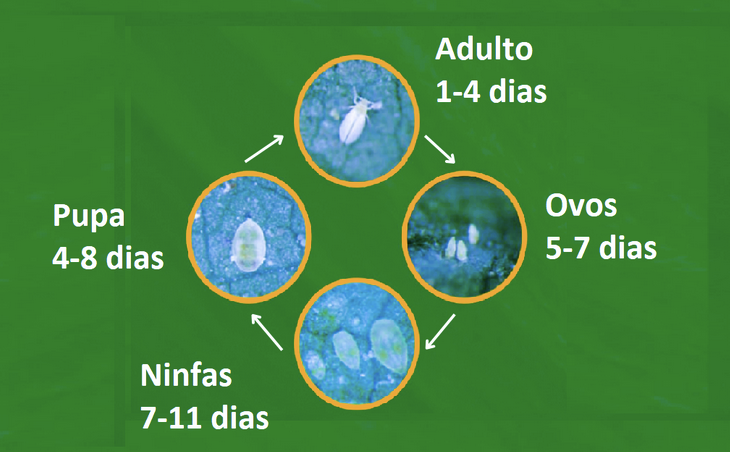 Vai plantar soja saiba quais sao os 5 paises que mais compram
