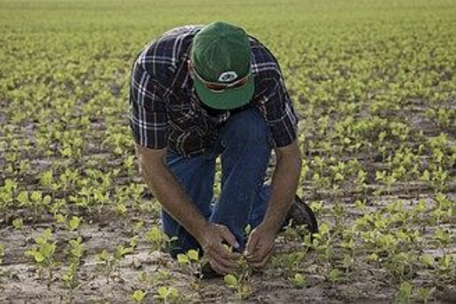 Vai plantar soja saiba quais sao os 5 paises que mais compram